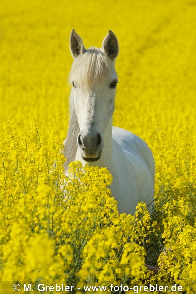 Paso Fino Schimmelstute im Raps 