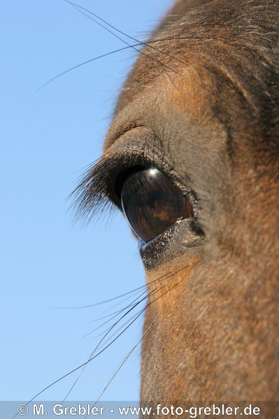 Auge eines braunen Warmblut Pferdes 