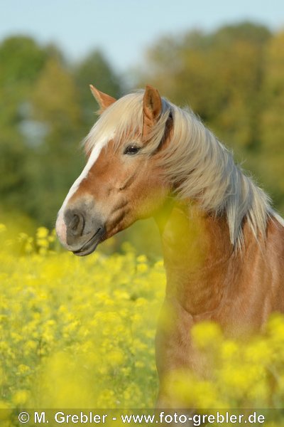 Haflinger steht in einem Senffeld 