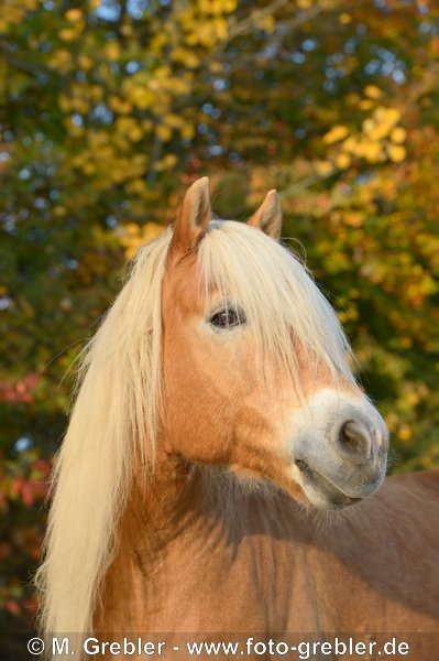 Portrait Haflinger im Herbst 