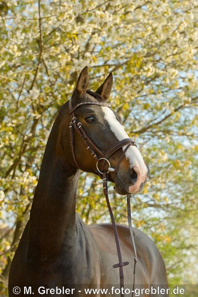 Bayerisches Warmblut vor blühendem Baum 