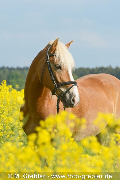 Haflinger im Rapsfeld 