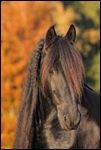 Friese im Herbst bei Abendlicht 