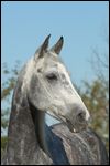 Portrait Araber 