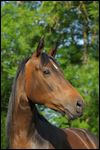 Trakehner Stute 