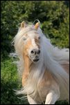 Haflinger Stute mit langer wehender Mähne 