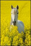 Paso Fino Schimmelstute im Raps 