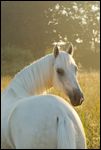 Paso Fino im Morgenlicht 