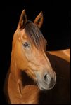 Paso Fino 