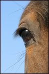 Auge eines braunen Warmblut Pferdes 