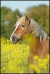 Haflinger steht in einem Senffeld 