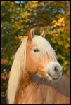 Portrait Haflinger im Herbst 