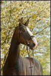 Bayerisches Warmblut vor blühendem Baum 