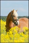 Haflinger im Rapsfeld 