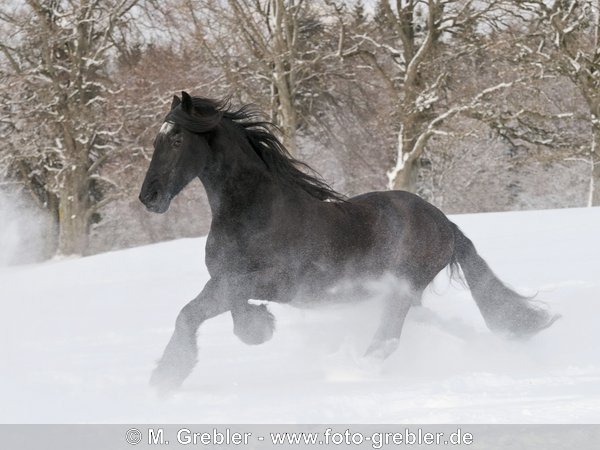 Friese beim Galopp durch Tiefschnee 