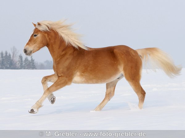 Haflinger galoppiert im Winter auf der Koppel 