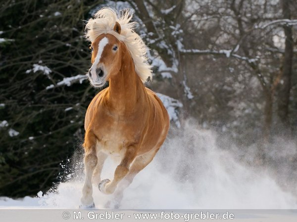 Haflinger galoppiert im Winter auf der Koppel 