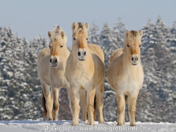 Drei junge Norwerger (Fjordpferde) im Schnee 