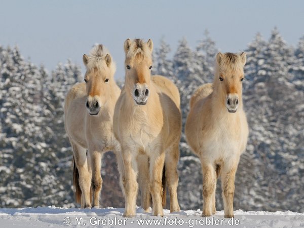 Drei junge Norwerger (Fjordpferde) im Schnee 
