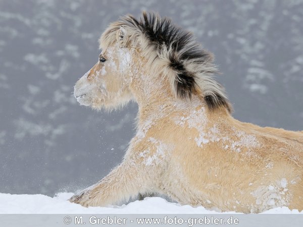 Fjordpferd liegt im Schnee 