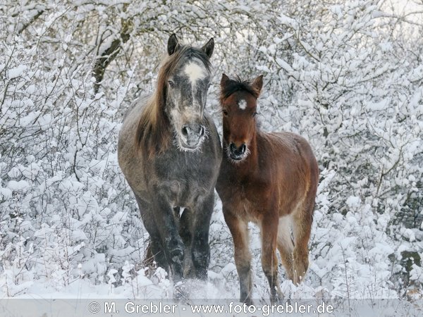 Connemara Pony Jungpferde im Winter 