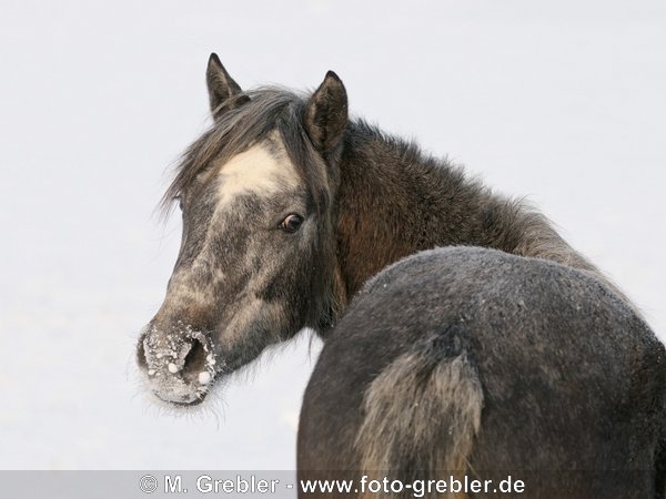1,5-jähriges Connemara Pony im Winter 