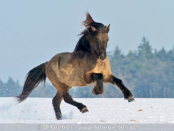 Islandpferde Hengst galoppiert im Schnee  (Mausfalbe) 