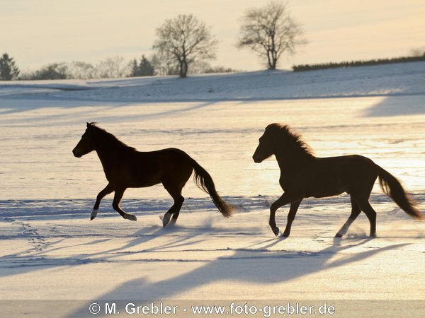 Zwei Paso Fino Pferde galoppieren bei Abendlicht im Schnee 