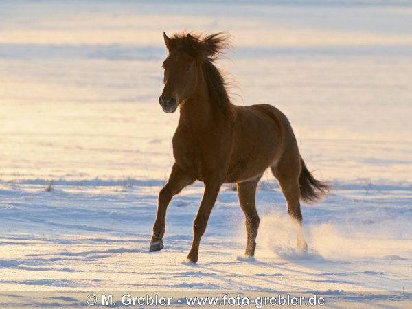 Paso Fino im Galopp bei Abendlicht im Schnee 