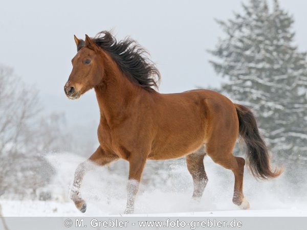 Paso Fino töltet im Schnee 