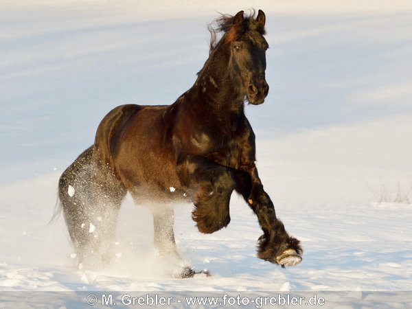 Friese galoppiert im Schnee bei Abendlicht