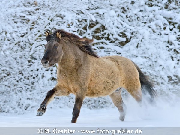 Konik Pony galoppiert im Schnee 