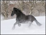 Friese beim Galopp durch Tiefschnee 