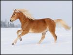 Haflinger galoppiert im Winter auf der Koppel 