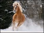 Haflinger galoppiert im Winter auf der Koppel 