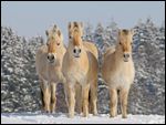 Drei junge Norwerger (Fjordpferde) im Schnee 