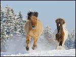 Zwei Isländer galopieren im Schnee 