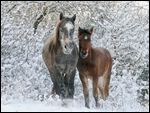 Connemara Pony Jungpferde im Winter 