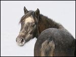 1,5-jähriges Connemara Pony im Winter 