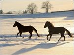 Zwei Paso Fino Pferde galoppieren bei Abendlicht im Schnee 