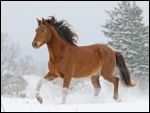 Paso Fino töltet im Schnee 