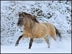 Konik Pony galoppiert im Schnee 