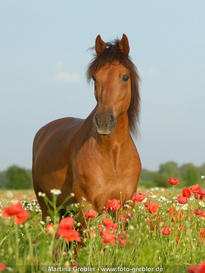 Paso Fino steht in Mohnfeld 