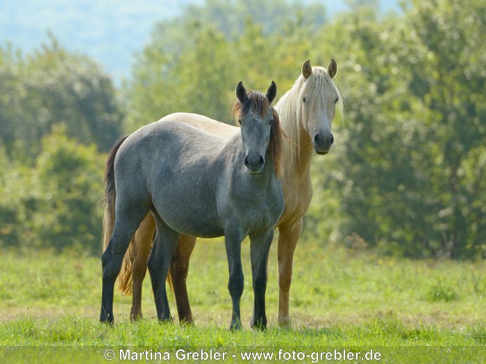 Connemara Pony Jungstuten auf der Weide 