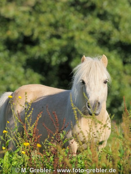 Shetland Pony 