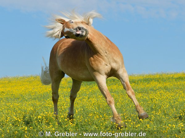 Bockender Haflinger auf der Weide im Frühjahr 