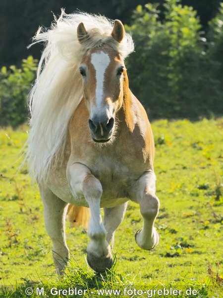 Haflinger Stute im Galopp mit langer, wehender Mähne 