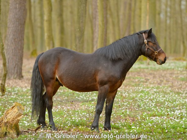 Connemara Pony im Wald 