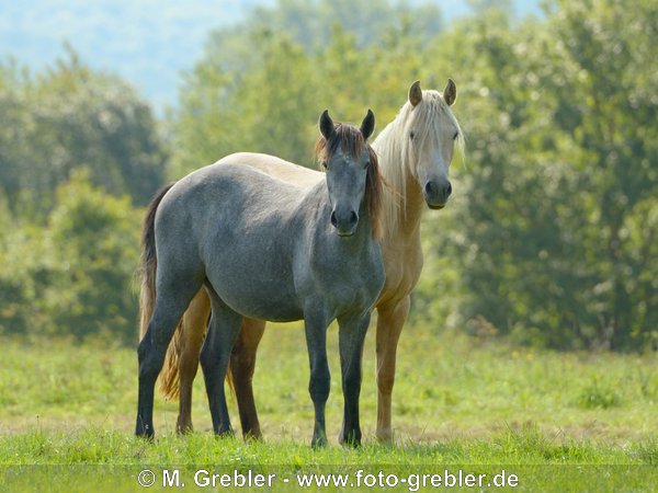 Connemara Pony Jungstuten auf der Weide 