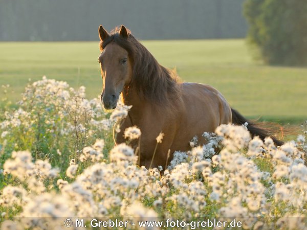 Paso Fino bei Sonnuntergang 